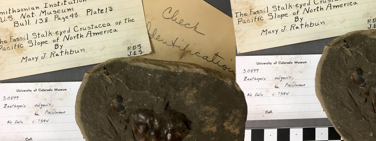 Crustacean fossil with handwritten identification cards on table