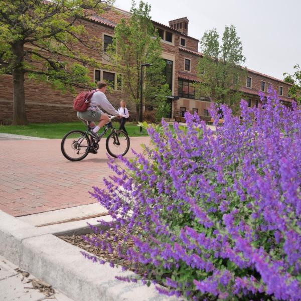 A student on a bike riding on campus with spring blooms