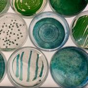 Four different species of cyanobacteria