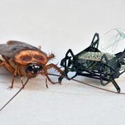 Cockroach and robot bug