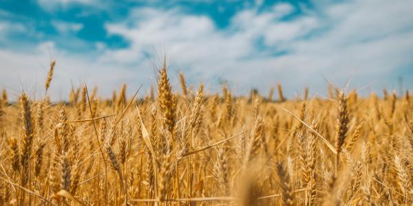 A wheat field
