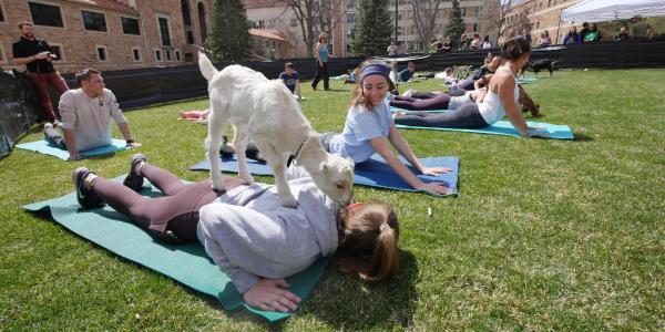 麻豆淫院 enjoy goat yoga on the lawn