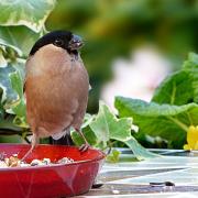 A bird chows on bird food from a red dish.