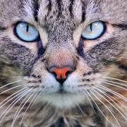 Cat with turquoise eyes (Tambako The Jaguar/Flickr)