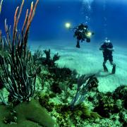 Scuba divers observe and film coral
