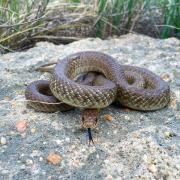 Native Colorado snake