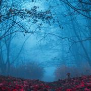 A dark path in foggy woods