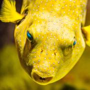 A picture of a spotty yellow fish.