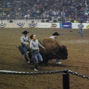 Ralphie running at the stock show
