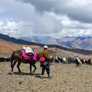 Pastoralist in Tibet