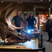 A team takes a 3D scan of a Triceratops skull on display in a museum hall