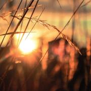Sunrise peaking through a wheat field